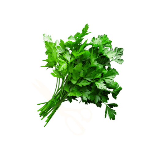 PARSLEY
