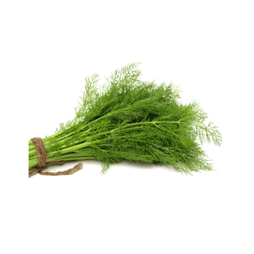 DILL PER